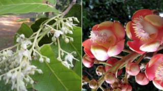 'ඉන්දියන් සල්' සහ 'කාලතුවක්කු උණ්ඩ ගසේ' මල්