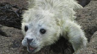 thin seal pup
