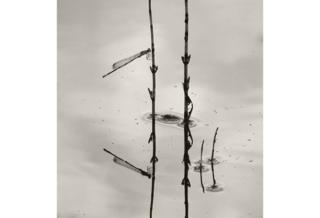 Damsel Reflected, Jasmine Clegg / www.igpoty.com