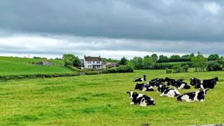 Cow in a field