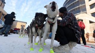 Musher strokes his dogs in preparation for the big race