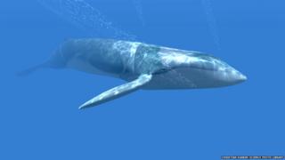 Blue whale artwork