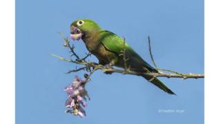 Perico de garganta oliva