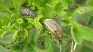 Leaf beetle