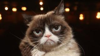 Selon ses propriétaires, Grumpy Cat est morte mardi.