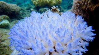 Белый коралл с несколькими ветвями