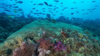 A República de Palau e suas ilhas são um destino famoso entre os amantes de mergulho, por seus recifes intocados e vida marinha subaquática abundante