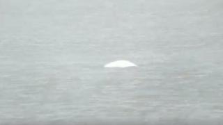 Beluga in the Thames