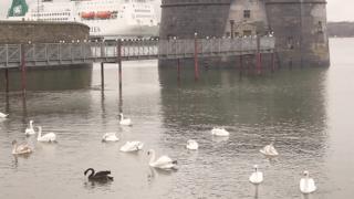 The black swan