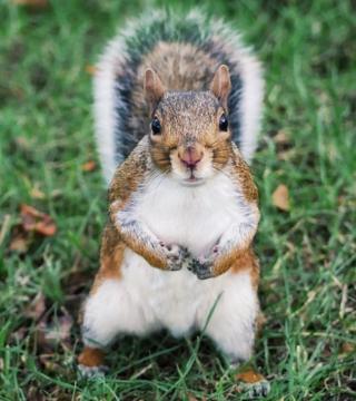 A squirrel looking at the camera