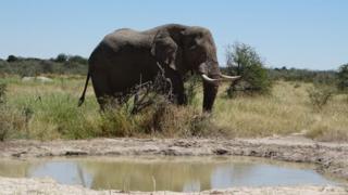 Національний парк Etosha, Намібія