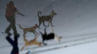 Perros y amo caminando sobre arena mojada