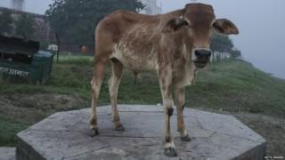 बीफ