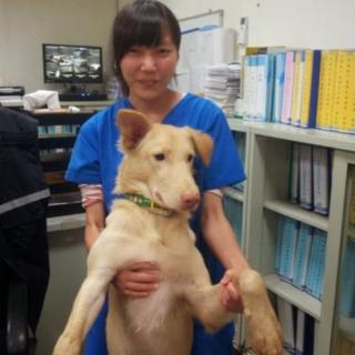 Chien junto a su mascota.