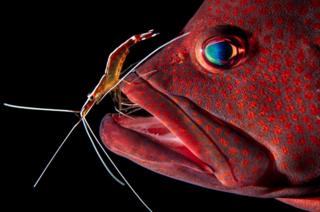 The grouper has dead skin, bacteria and parasites cleaned by a shrimp