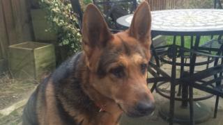 Bruno the German Shepherd