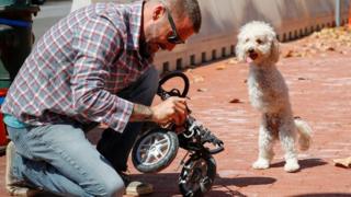 Week in pictures: 11-17 May 2019 8 Double amputee dog Cora Rose