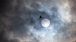 Red Kite