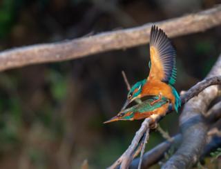 Kingfishers