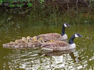 Canadian geese and their offspring
