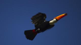 Tucano-toco