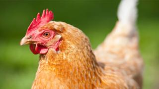 Pollo