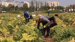Trabalhadores tailandeses em fazenda em Israel