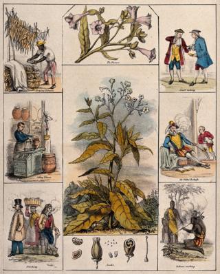 An illustration of the tobacco plant circa 1840 surrounded by flowers, seeds, drying tobacco, selling tobacco, smoking, snuff taking, Sir Walter Raleigh, Indians smoking