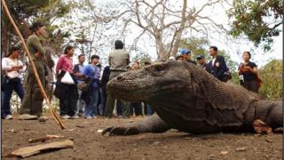 komodo