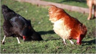 Two hens grazing