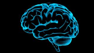 Human brain