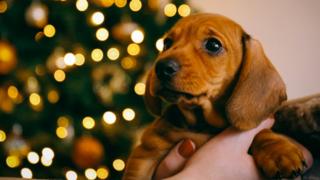 A photograph shows a wide-eyed young puppy being held in the air against a blurred background in which the lights of a Christmas tree twinkle