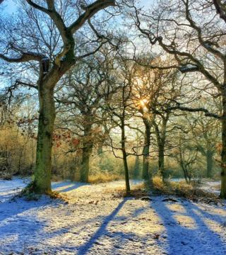 Sun shining through trees