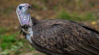 Vulture