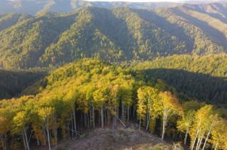 East Carpathian forests