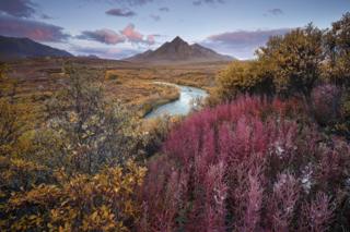 A landscape showing a river with yellow and red plants with a mountain in the background