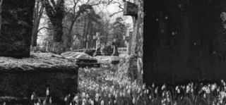 Swyncombe Church snowdrops near Nettlebed