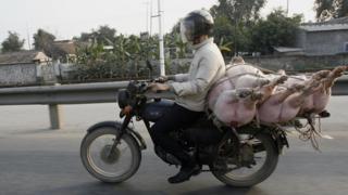 Pigs