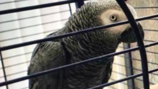 Barney, a 10-year-old African Grey Parrot