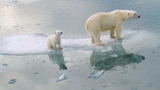 Good nature news Polar bears