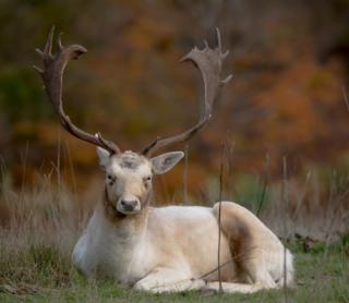 Deer sitting in grass