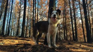 Cadela da raça border collie em bosque no Chile