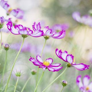 Pink and white flowers