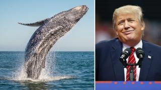 Дональд Трамп и кит