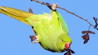 Burung parkit leher cincin