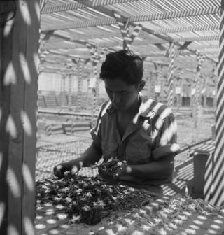 An evacuee is shown in the lath house sorting seedlings for transplanting