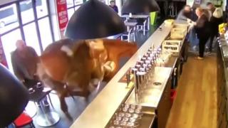 horse