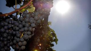 Гроздь винограда на британском винограднике