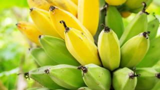 Planta de banano con frutas en diferentes etapas de maduración