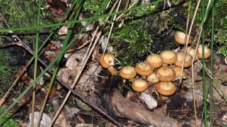 Fungi on a rotting tree in Epping Forest